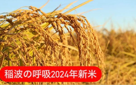 カスガイファームブランド米『稲波の呼吸 2024年新米』出荷開始。