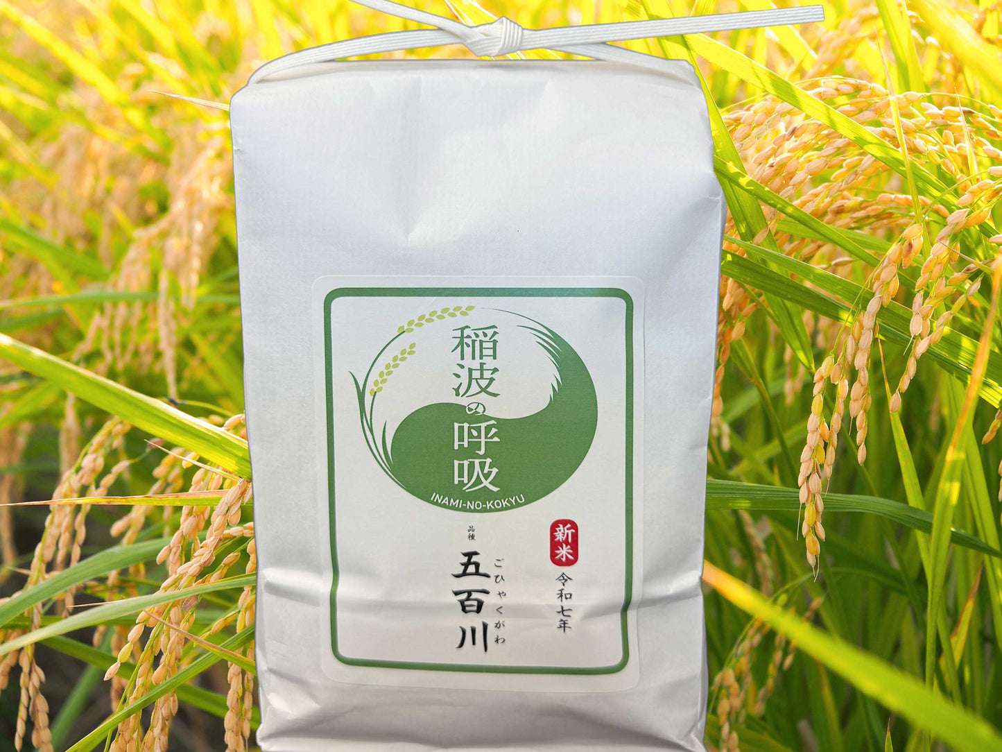 稲波の呼吸のお米【五百川(ごひゃくがわ)】